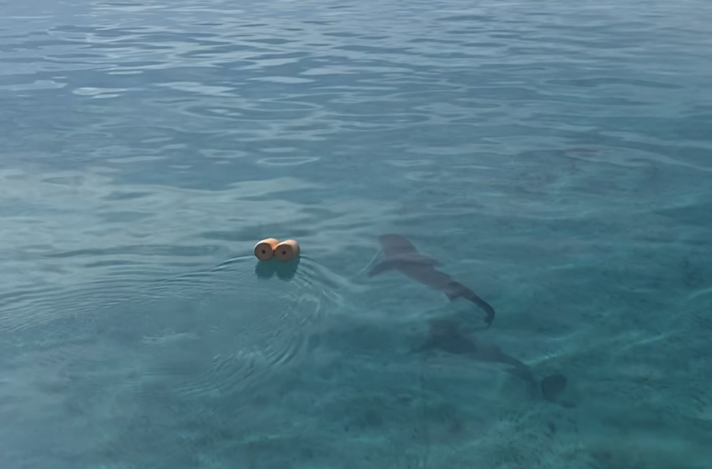 Snorkeler observes two sharks in shallow, clear water, highlighting the need for responsible interaction and ocean conservation.